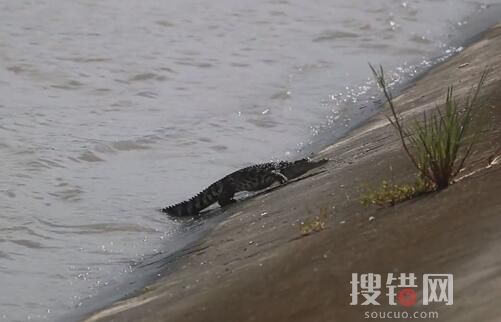 上海黄浦江畔的鳄鱼抓到了 原因竟是这样简直太可怕了