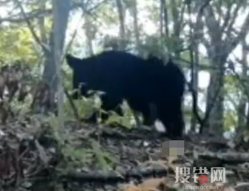 重庆拍到黑熊一家三口林中漫步 一家三口同框的珍贵画面曝光