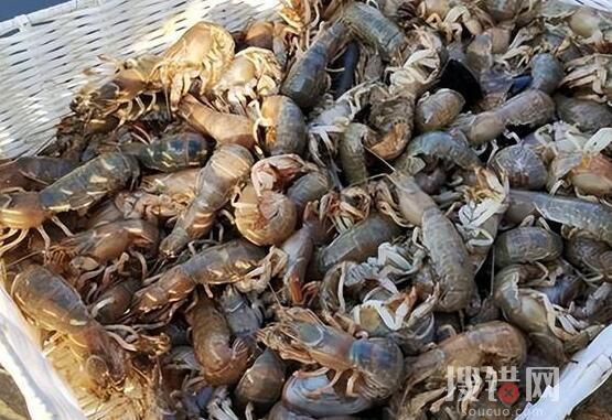 烟台海边出现大量泸沽虾 原因竟是这样实在太恐怖了