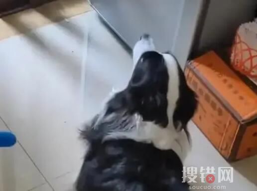 狗子偷溜进厨房狂炫41个生饺子 到底是什么情况？