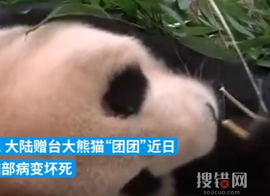 大陆赠台大熊猫状况不佳躺地进食 “团团”病情不容乐观