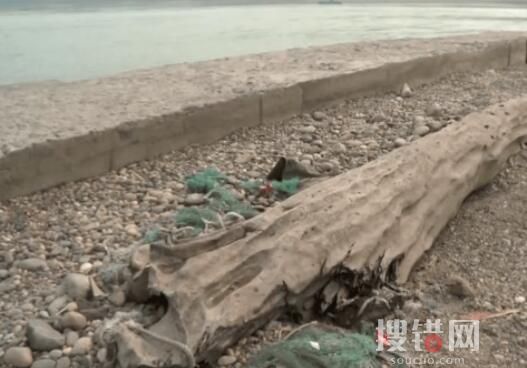 重庆嘉陵江现巨大阴沉木 有盗割痕迹 为什么引热议？