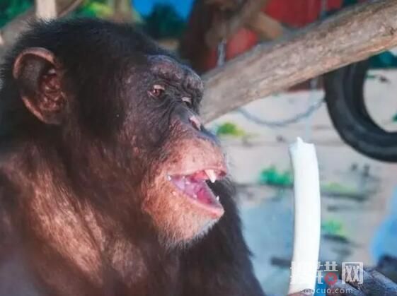 山东黑猩猩一天一棵大葱三四瓣蒜 起到消炎杀菌预防感冒的作用