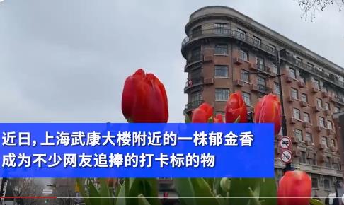 7朵郁金香撑起上海武康路流量 背后原因让人大吃一惊