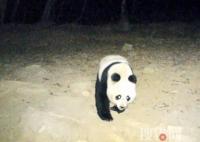 野生大熊猫深夜遛达 镜头前呆萌打卡 始料未及画面曝光简直太意外了