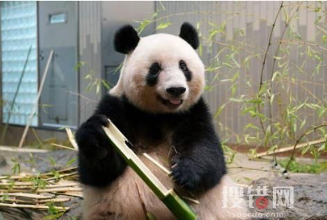 日本游客排队告别大熊猫香香 画面曝光实在是太意外了