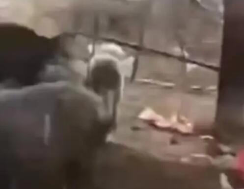 4条狼青犬咬死80多只羊 到底是什么情况?