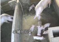 小猪打架被猪妈妈一秒制服 真相揭露真的令人大吃一惊