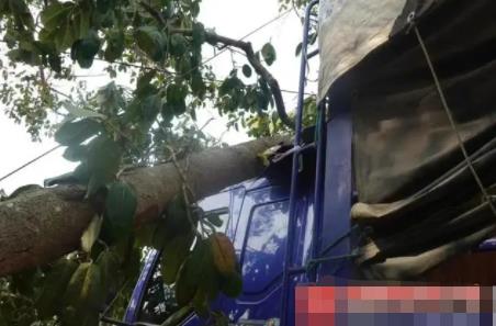 货车撞上“风水树” 村民索赔8.8万 原因太出乎意料了
