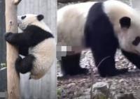 游客回忆最后一次见到宝新 去世原因太出乎意料了