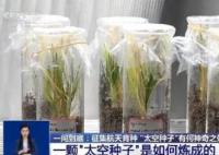 上天入地的太空种子这样炼成 真相揭露真的令人大吃一惊