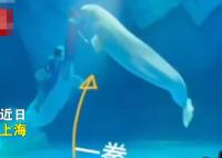 海洋公园回应工作人员拳打白鲸 真相揭露真的令人大吃一惊