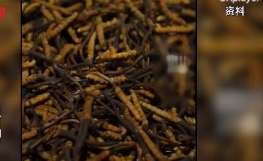 太卷了!四川烧烤虫草 网友惊叹这一串下肚得流多少鼻血啊