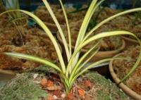 农妇掐走两枝兰花被判三缓四 网友评论可讨论程度堪比“大学生掏鸟案”