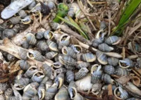 女子吃了两捧割香螺心跳骤停 始料未及真相简直太意外了