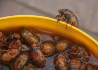 抓知了卖260元一斤10天赚万元 真相揭秘直接让人傻眼了