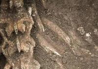 汉文帝霸陵殉葬坑发现大熊猫骨骼 原因太出乎意料了