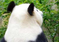 大熊猫花花没有妈妈了 原因竟是这样太无奈了