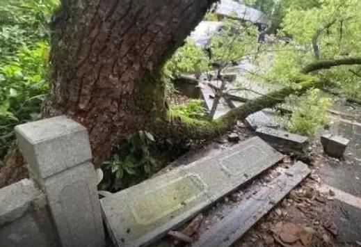 西湖边500年古樟树被撞断该怎么赔 到底是什么情况？