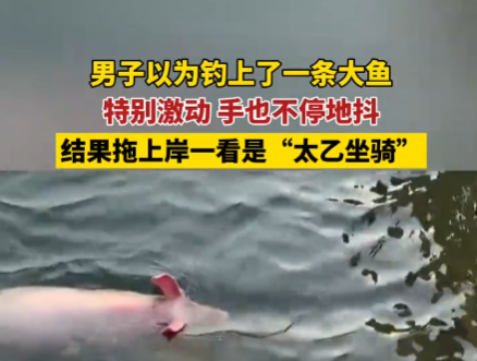 男子以为钓到一条大鱼结果是猪 到底是哪里来的？