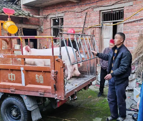 两头猪被偷3个月找回时胖了100斤 这真是亏大了