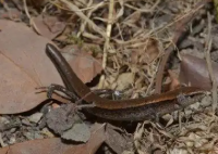 四川发现滑蜥新物种惊艳学界 内幕实在让人惊个呆