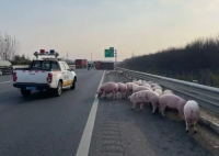 42头猪高速上演“大逃亡” 内幕实在让人惊个呆