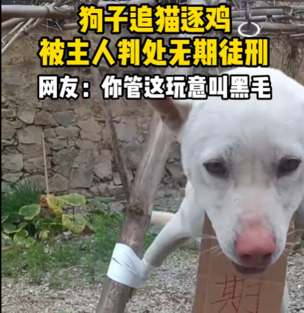 狗子在家追猫逐鸡被主人绑起来 究竟是怎么回事？