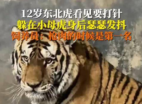 饲养员回应东北虎打针吓到抖 原因竟是这样太崩溃了