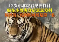 饲养员回应东北虎打针吓到抖 原因竟是这样太崩溃了
