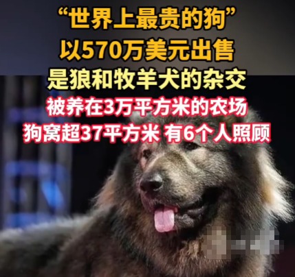 “世界上最贵的狗”卖出570万美元 背后真相实在让人惊愕