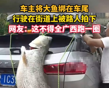 车主钓到巨型大鱼绑车尾炫耀 成为了当地人们茶余饭后的谈资