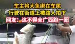 车主钓到巨型大鱼绑车尾炫耀 成为了当地人们茶余饭后的谈资