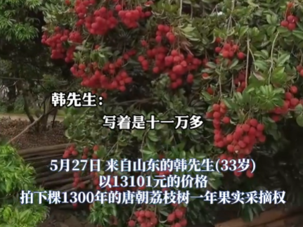90后小伙拍下1300年荔枝树采摘权 究竟是怎么回事？