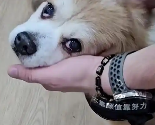律师回应女子为4只宠物狗立遗嘱 宠物不能直接继承遗产