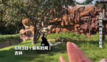 女子在动物园被大猩猩反向投喂 该事件引发网友讨论动物园投喂规则