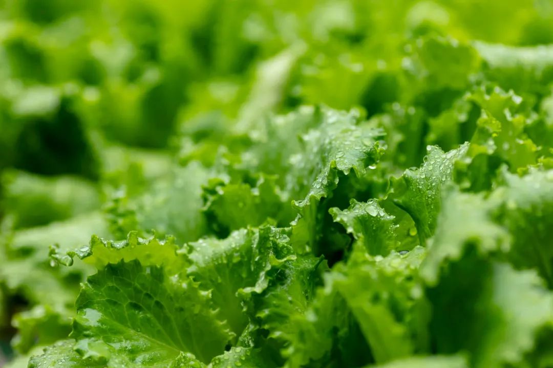 “洋”蔬菜比普通蔬菜营养价值高？