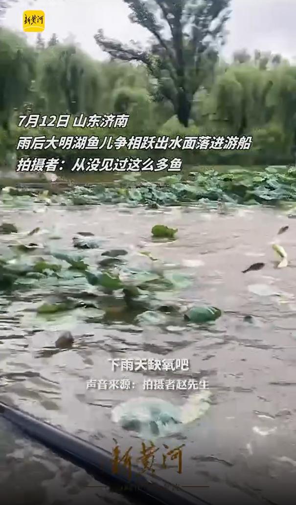 高温缺氧？受到惊吓？大明湖群鱼“跳水” 权威解答来了！