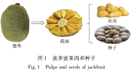 菠萝蜜的核不能吃？