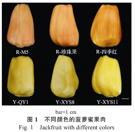 菠萝蜜没什么营养？